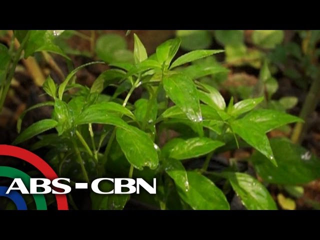 Salamat Dok: Health benefits of Serpentina | Cure Mula sa Nature